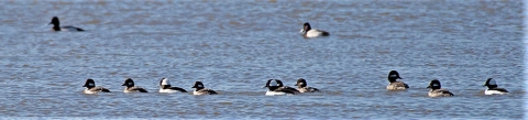 A group of 12 waterfowl swimming in open water.