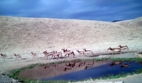 Over a dozen tule elk, all females or calves, walk in a line from right to left next to a pond reflecting them and a gold grass hill behind them beneath a dark cloudy sky.