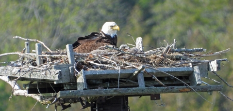 Bald eagle with young chick perched on elevated wooden platform.