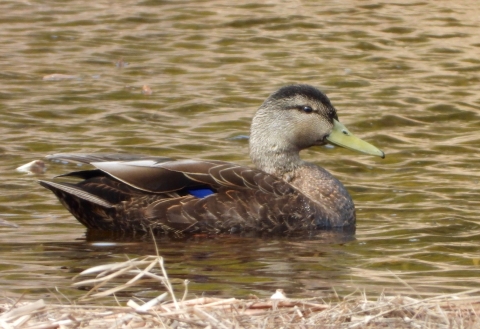 Male Black duck glides across water on a pond at Moosehorn National Wildlife Refuge.