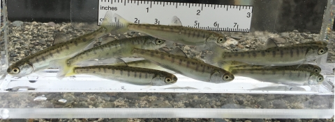 Chum Salmon Fry in a viewing tank at Quinault National Fish Hatchery