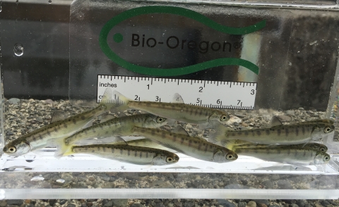 Chum Salmo Fry in viewing tank at Quinault National Fish Hatchery