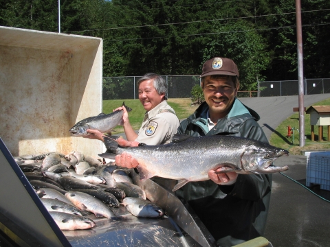 Staff from Quilcene National Fish Hatchery sorting adult Coho Salmon for tribal surplus