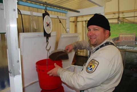 Quilcene National Fish Hatchery employee weighing feed