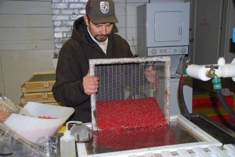 Staff member transferring Coho Salmon eggs at Quilcene National Fish Hatchery