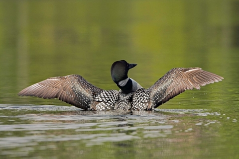 Common loon