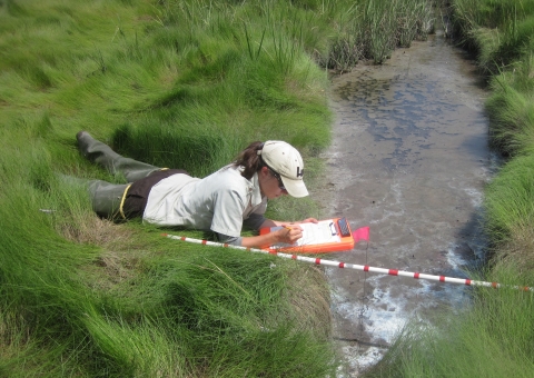 Intern studies impact of ditch remediation to saltmarsh.