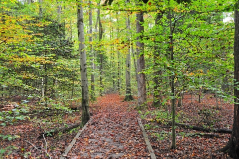 A view down a boardwalk section of the Woodmarsh Trail. The surrounding trees are starting to turn color, and many leaves have already fallen.
