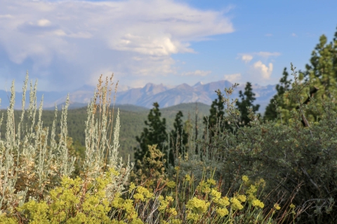 Yellow flowers and green sagebrush in the foreground with tall blue and white mountains in the background underneath a blue sky.