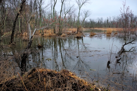 Water with brown grassy vegetation on its border, and trees without leaves.