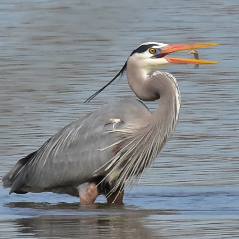 A great blue heron tosses a small fish with its beak, in preparation for swallowing.