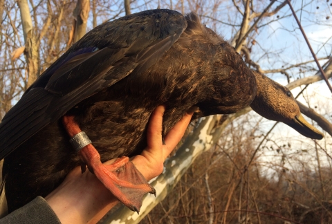 A photo of a hand holding an American Black Duck with a silver, metal identification band around its ankle.