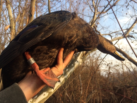 A photo of a hand holding an American Black Duck with a silver, metal identification band around its ankle.
