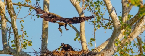 A bald eagle holding a fish swoops down to a nest containing a baby eagle.