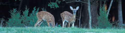 A pair of white-tailed deer fawns grazing on green grass.