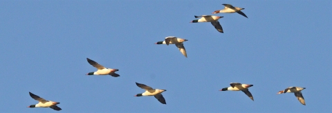 Eight Common Mergansers flying in a V shape.