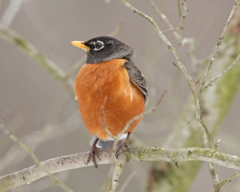 An American robin with a rusty breast and dark gray head, perched on a branch.