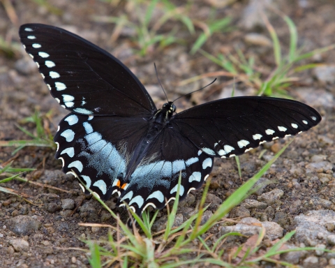 A black butterfly with pale blue accents on the edges on its wings.