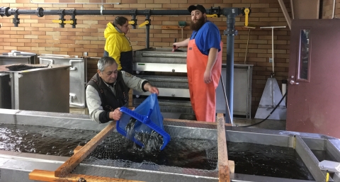 Staff transferring Chum Salmon fry from the incubators to the rearing tanks. 