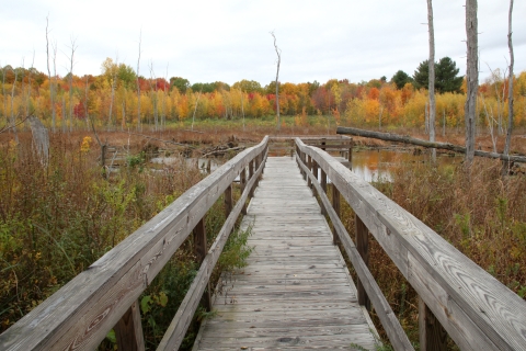 Missisquoi's Stephen Young Marsh trail and observation platform in fall