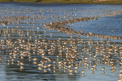 A flock of small shorebirds forage on a mudflat
