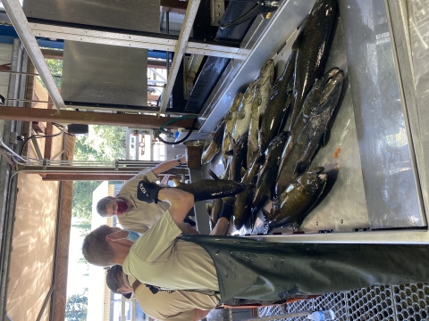 Hatchery staff and volunteers laying spring Chinook salmon onto a metal trough
