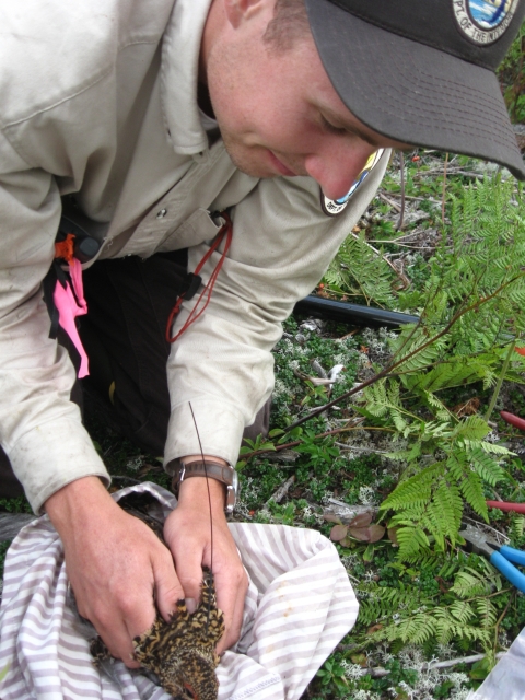 Uniformed refuge biologist gently lifts a captured spruce grouse from a bag on the forest floor to begin banding procedure. 