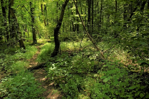A thin, dirt pathway cuts through a forest of green vegetation.