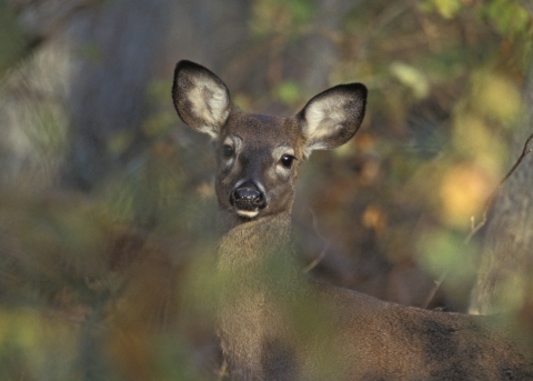 A brown deer with large white ears and a black muzzle looks into the camera.