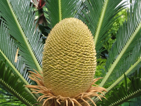 A cycad cone.