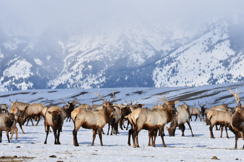 A herd of elk in a snowy field and craggy mountains in the backdrop.