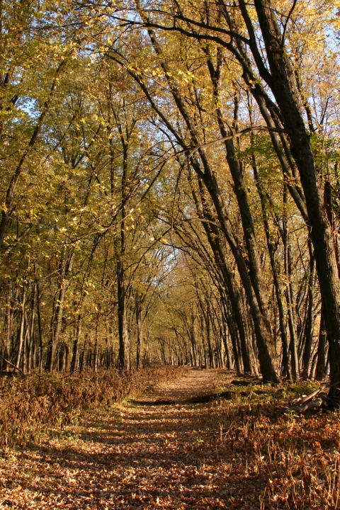 Missisquoi NWR's Jeep Trail in the fall