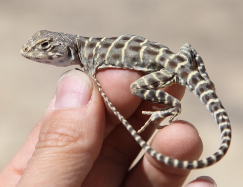 The blunt nosed leopard lizard has pale stripes across its body and dark spots down its back. it is in the hand of a biologist and is on top of three fingers with the tail haning of and curving back towards its face.