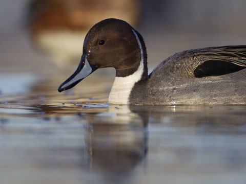 A pintail drake pauses while foraging in shallow water