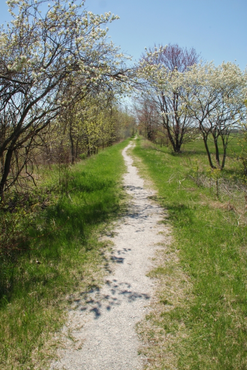 Missisquoi NWR's Railroad Passage Trail in spring