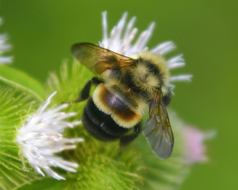 A rusty-patched bumblebee on a white flower