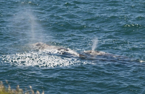 A gray whale and its calf come up to breathe along the Oregon coast