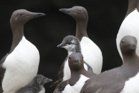 A small black and white seabird chick is surrounded by parents and other seabirds