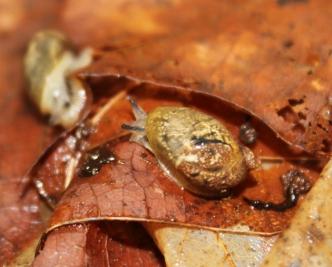 A picture of a Chittenango ovate amber snail, a small snail on a leaf with a smooth shell