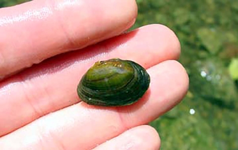 A picture of a rayed bean mussel, a small mussel with a green hue in someone's hand
