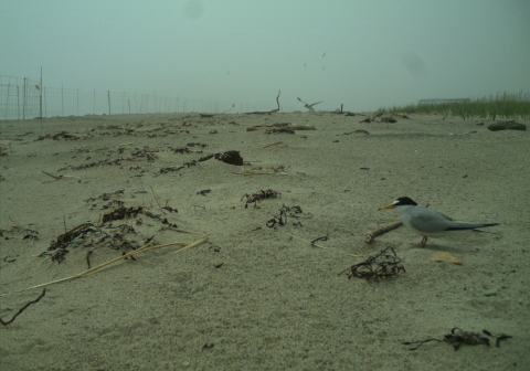Foggy beach image captured from a trail camera of a least tern colony monitoring site.