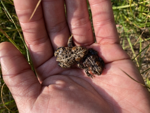 Person holding two small Yosemite toads in his hand