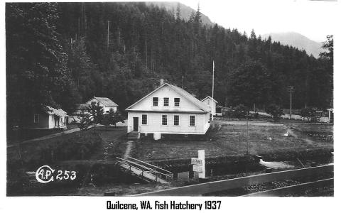 A view of Quilcene National Fish Hatchery in 1937