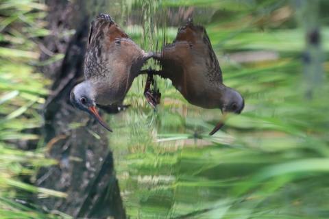 A wading Virginia rail hunts for food in a shallow pool. The bird's image reflects off the water which is surrounded by green vegetation. 