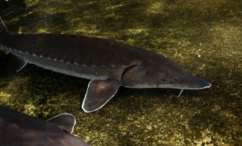 A picture of an Atlantic sturgeon, a large brown fish with a long pointed nose