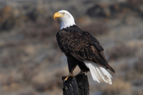 A picture of a Bald Eagle, a large eagle perched on a structure