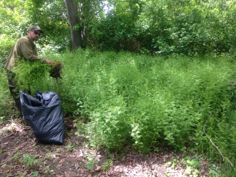 A large patch of the invasive plant bittercrest is removed manually by a refuge employee and prepared for proper disposal to stop spread of plant.