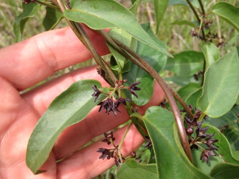 A hand holds the leaves and flowers of an invasive black swallow wort plant. The waxy, smooth green leaves stand in contrast to the woody brown flowers of the black swallow wort plant. 
