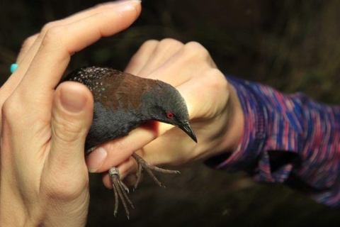 A picture of a Black rail, a black rail in hand with a metal band on its leg