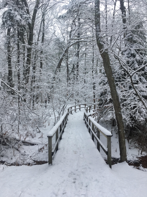A wooden bridge crosses a ravine deep in the woods on the Carson Trail at Rachel Carson National Wildlife Refuge. Footprints along the trail overhanging with mature trees prove that visitors enjoy the solitude of the winter. 